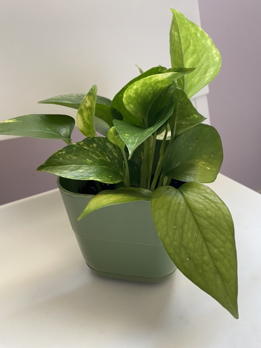 Potted Golden Pothos Plant - photo 3