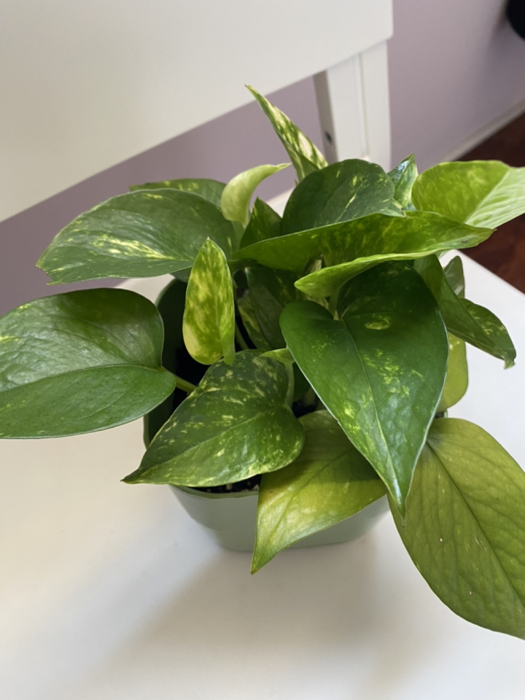 Potted Golden Pothos Plant - photo 2