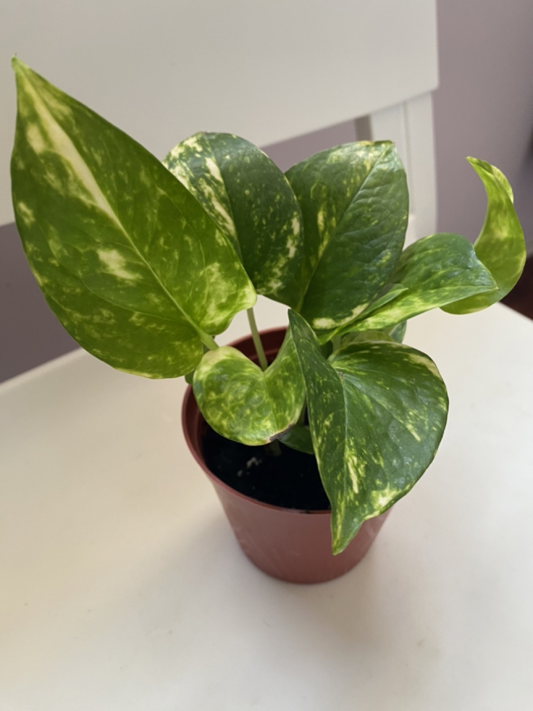 Potted Golden Pothos Plant