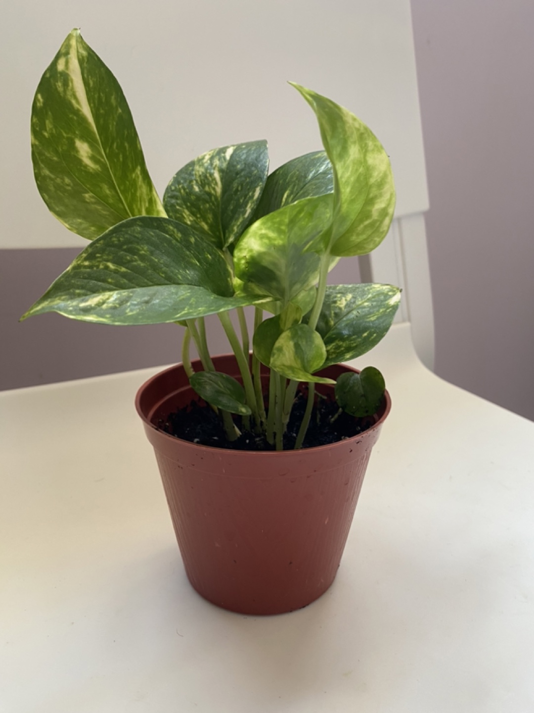 Potted Golden Pothos Plant - photo 3