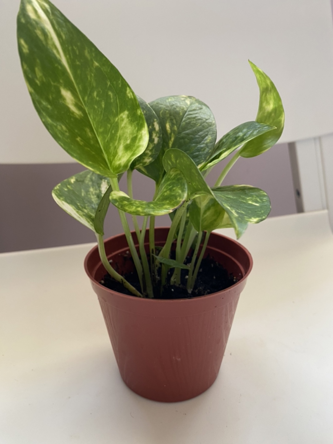 Potted Golden Pothos Plant - photo 2