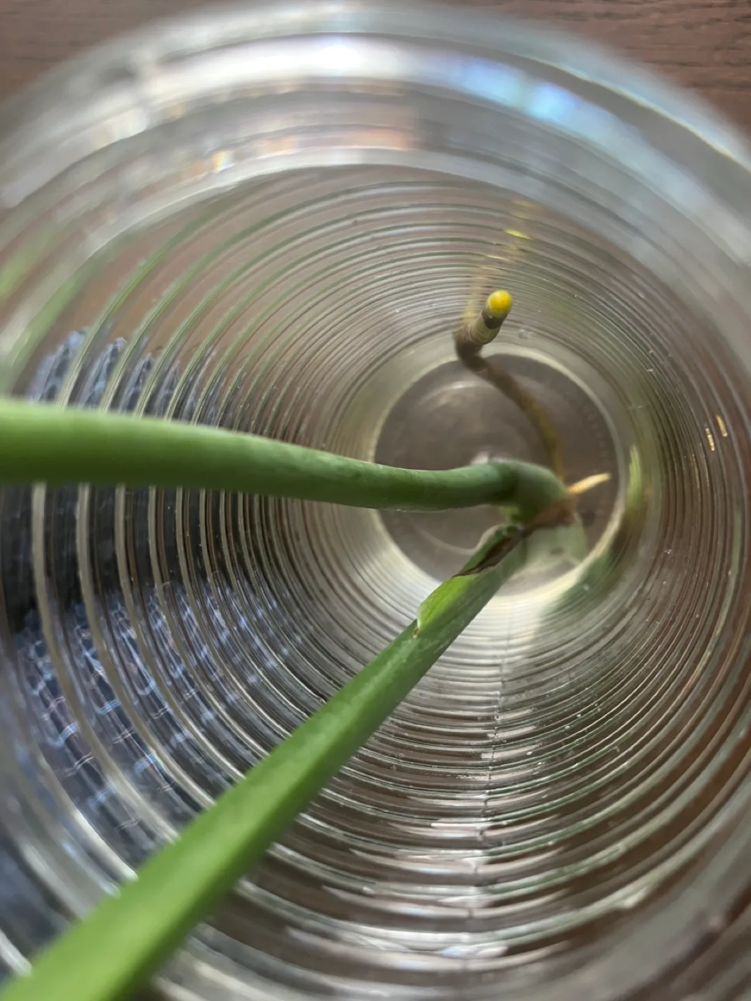 Monstera Plant Cutting image indicator(2)