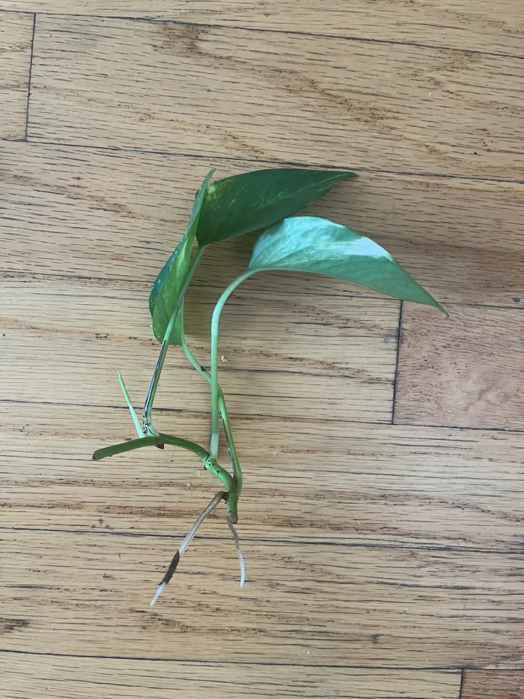 Pothos Plant Cutting thumbnail