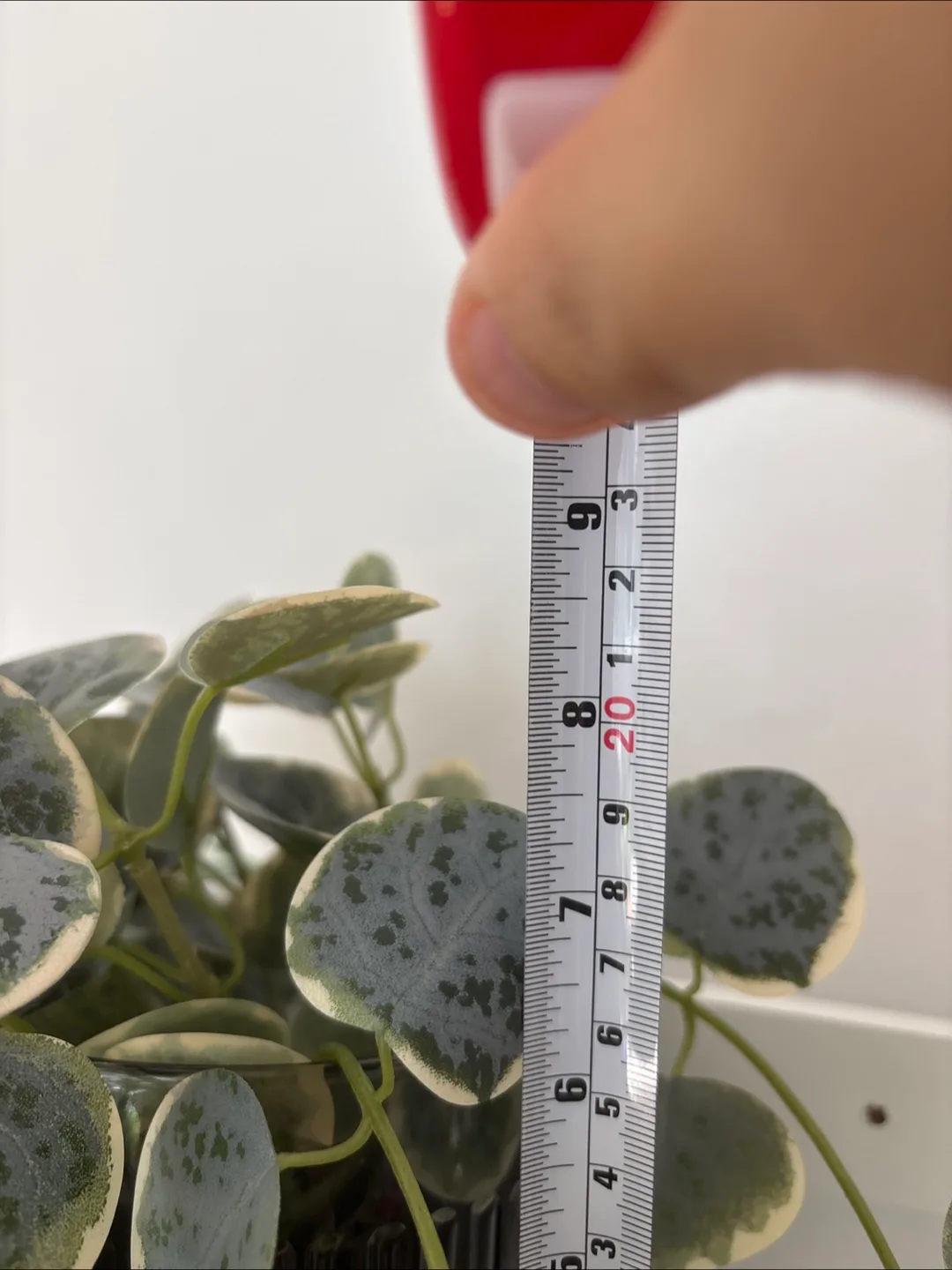 Artificial Silver Dollar with Pot image indicator(2)