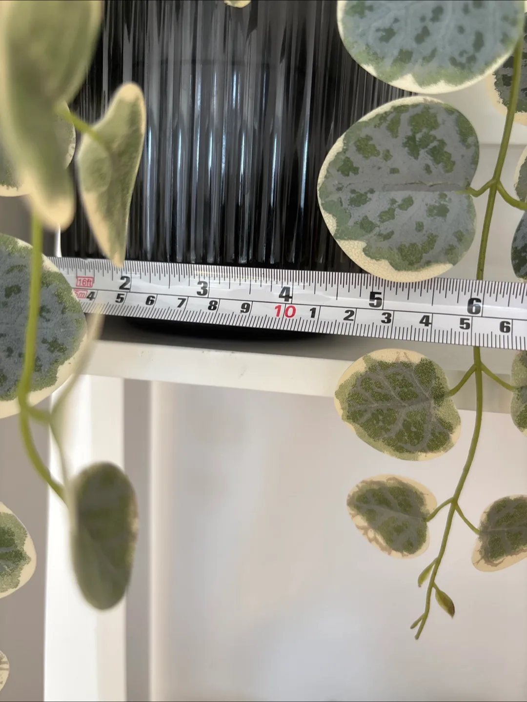 Artificial Silver Dollar with Pot image indicator(3)