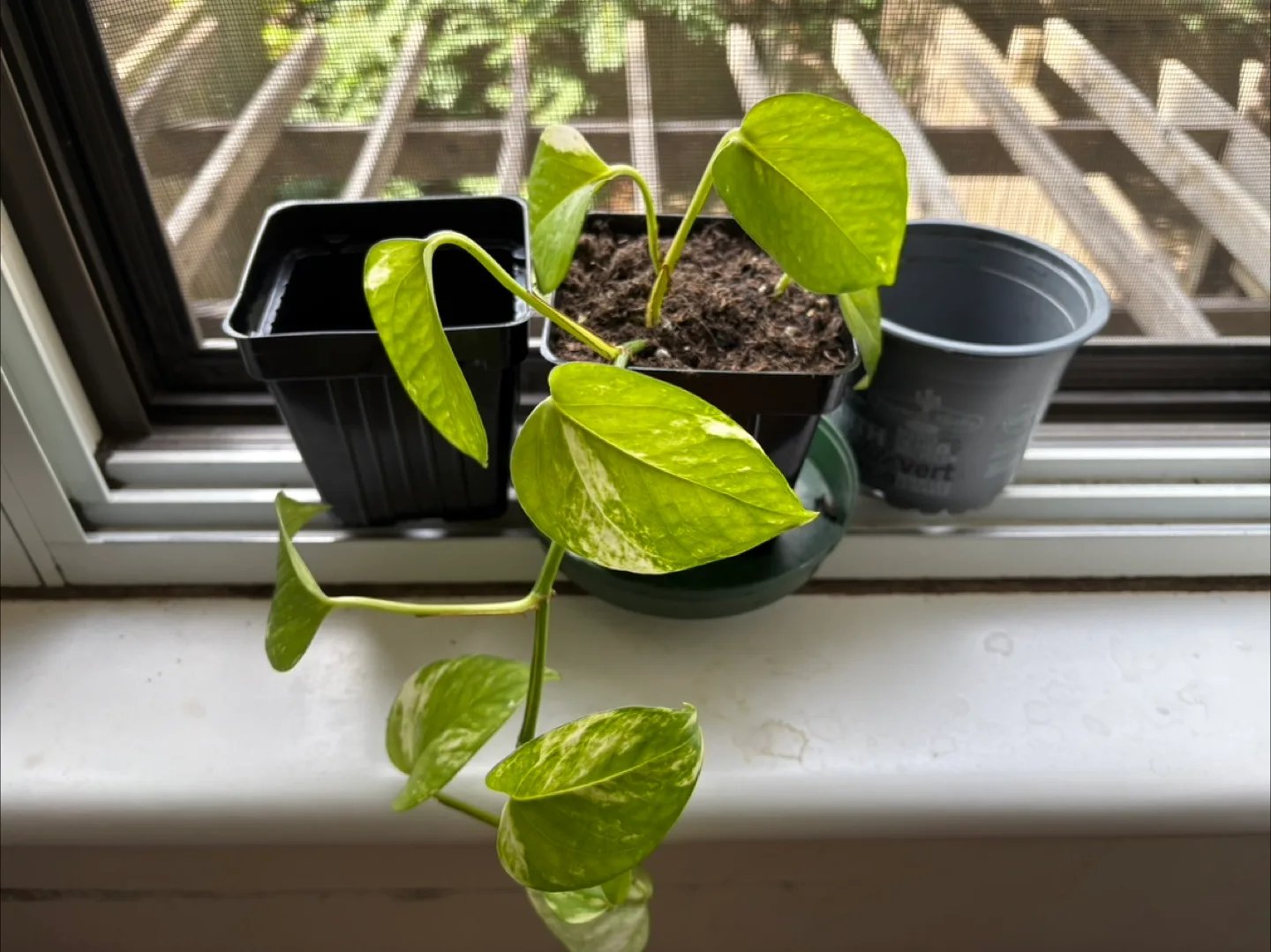 Golden Pothos Plant in a pot with 2 free pots thumbnail