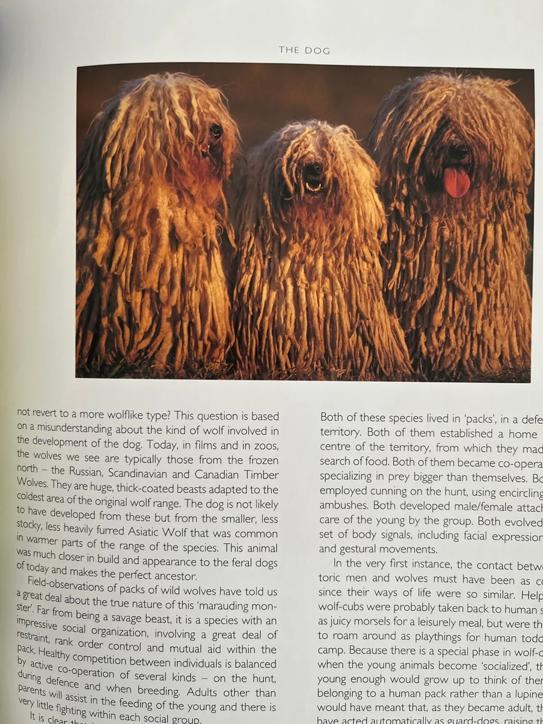 Illustrated Dogwatching by Desmond Morris image indicator(5)