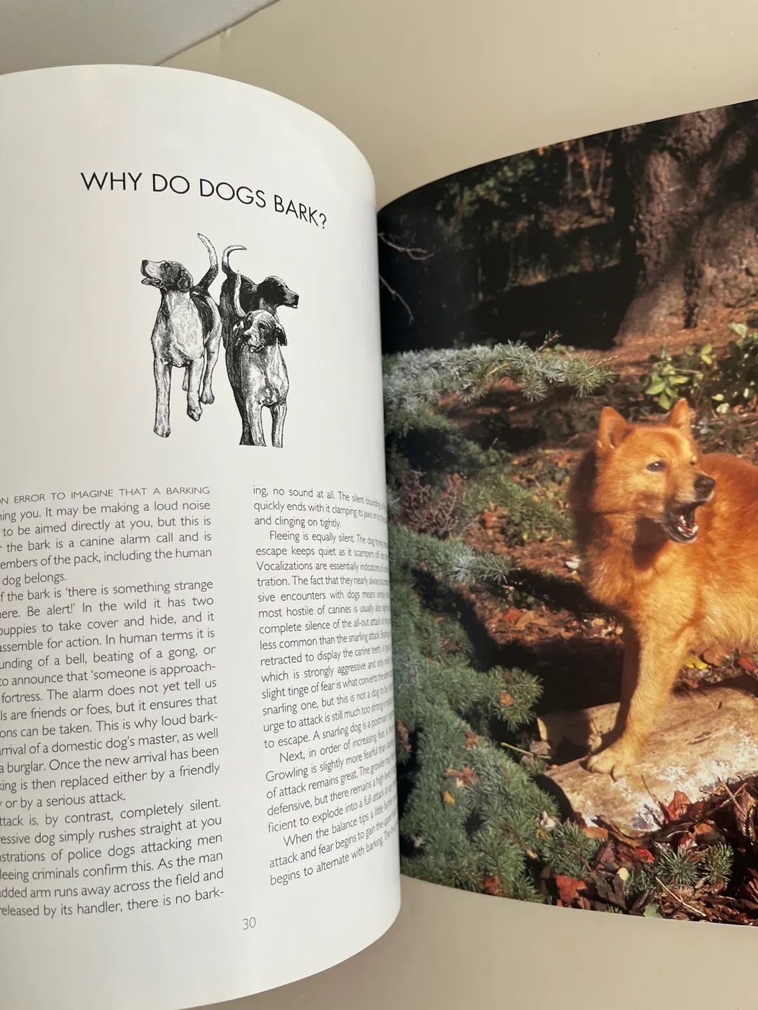 Illustrated Dogwatching by Desmond Morris image indicator(4)