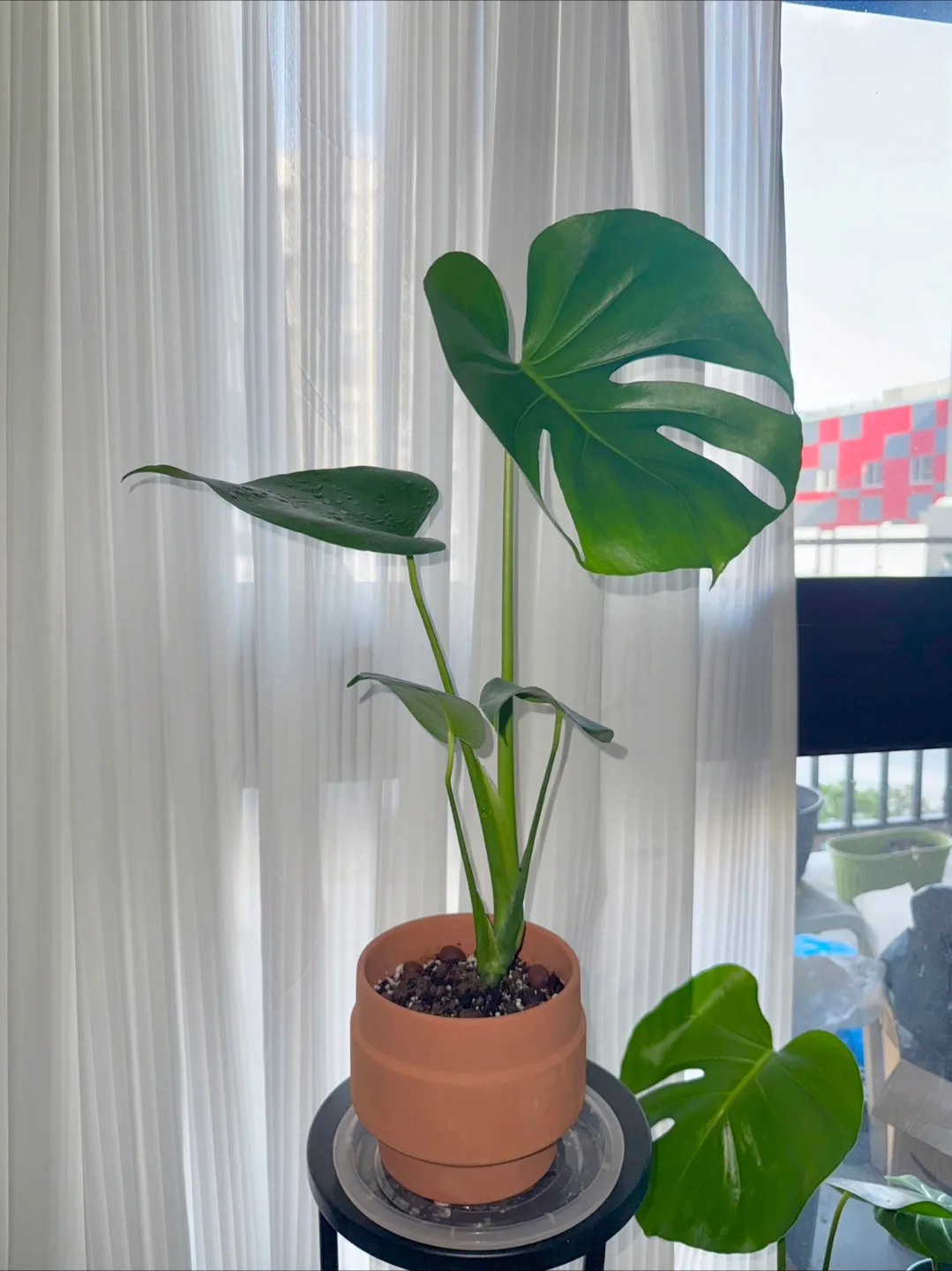 Monstera Plant in Terracotta Pot thumbnail