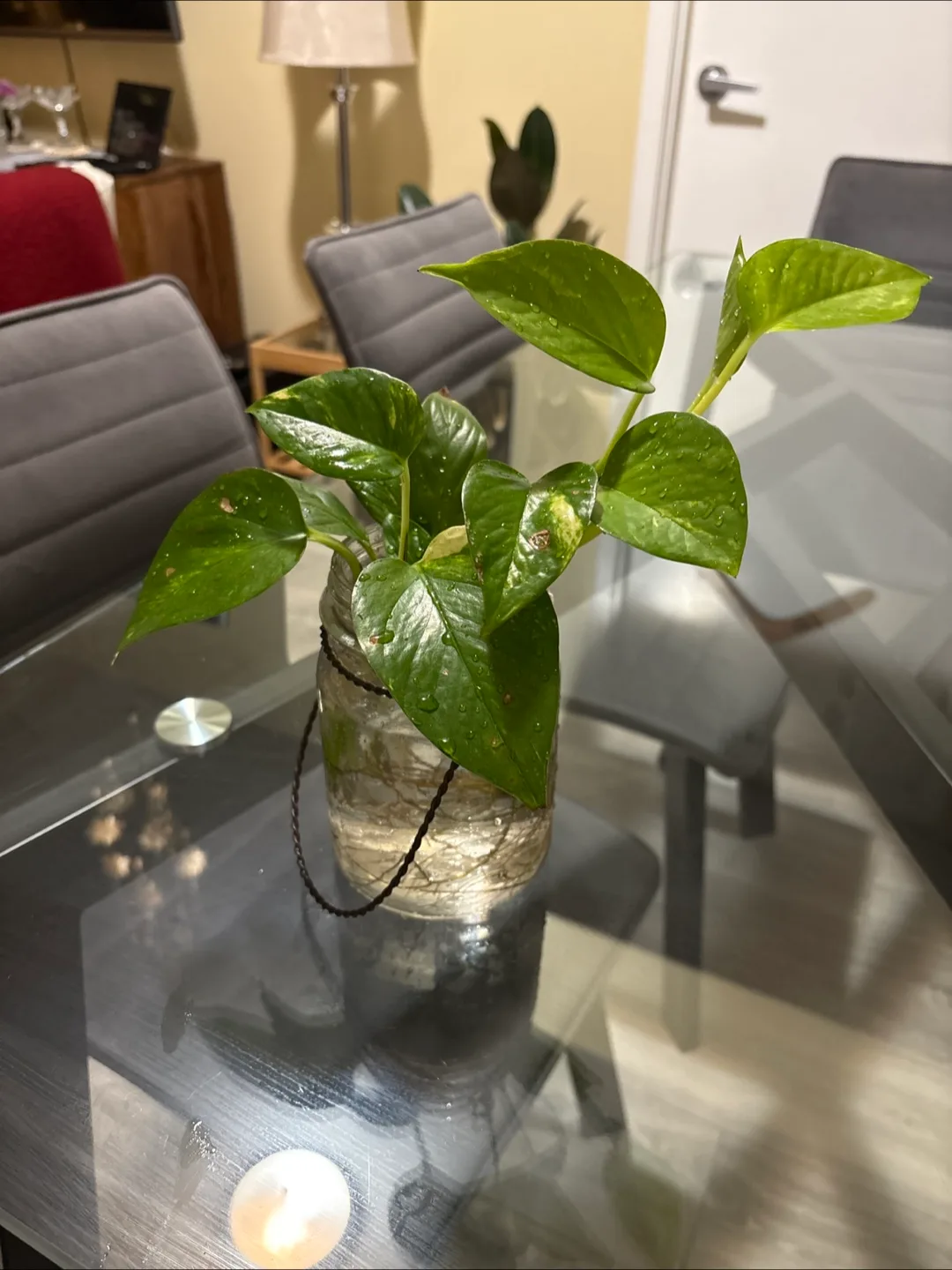 Potted Golden Pothos Plant-and peace lily thumbnail
