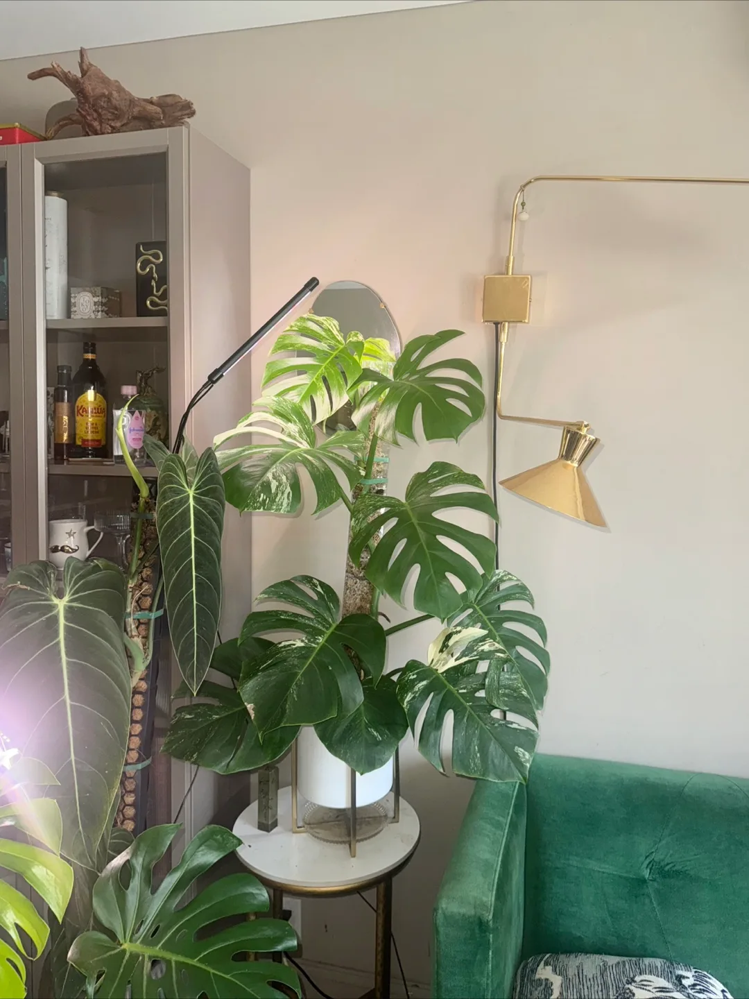 large 3’8” tall Monstera albo whole plant thumbnail