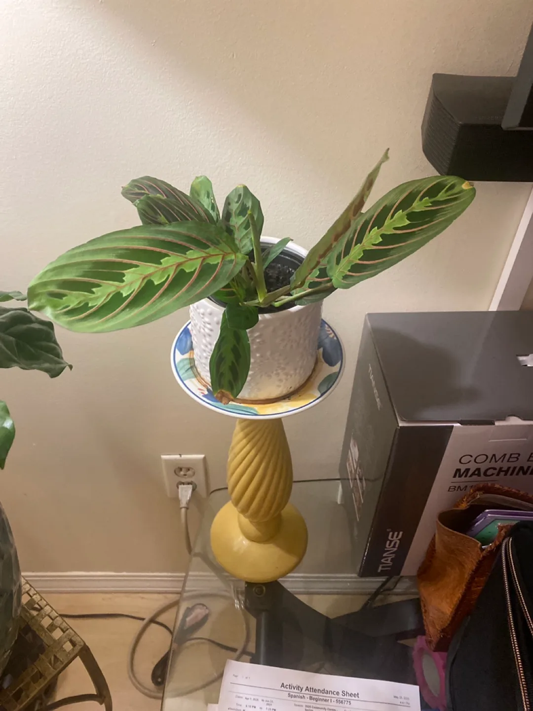 Prayer Plant in Pot with Stand image indicator(2)