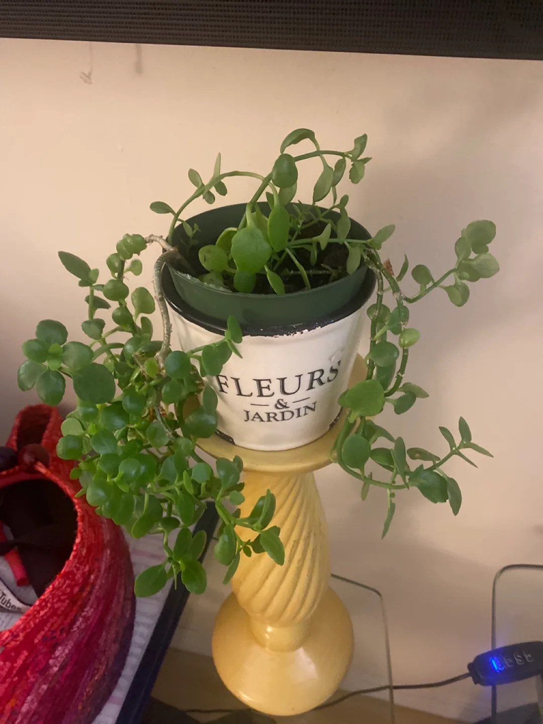 Fleurs & Jardin Plant with Stand image indicator(2)