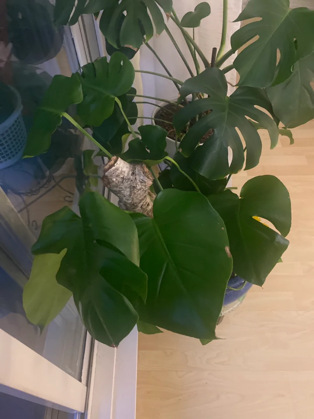 Monstera Plant in Blue Pot image indicator(3)