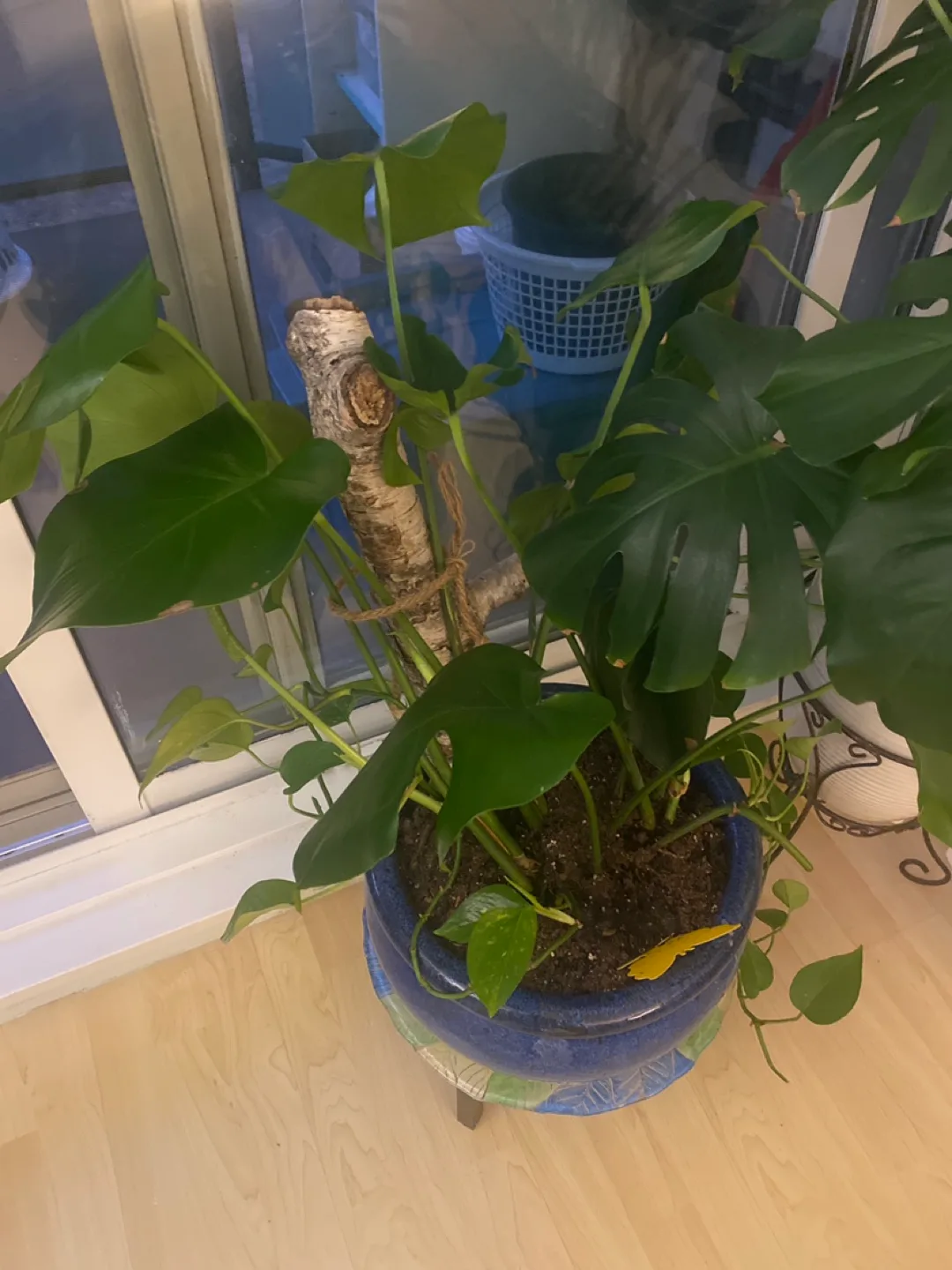 Monstera Plant in Blue Pot image indicator(2)