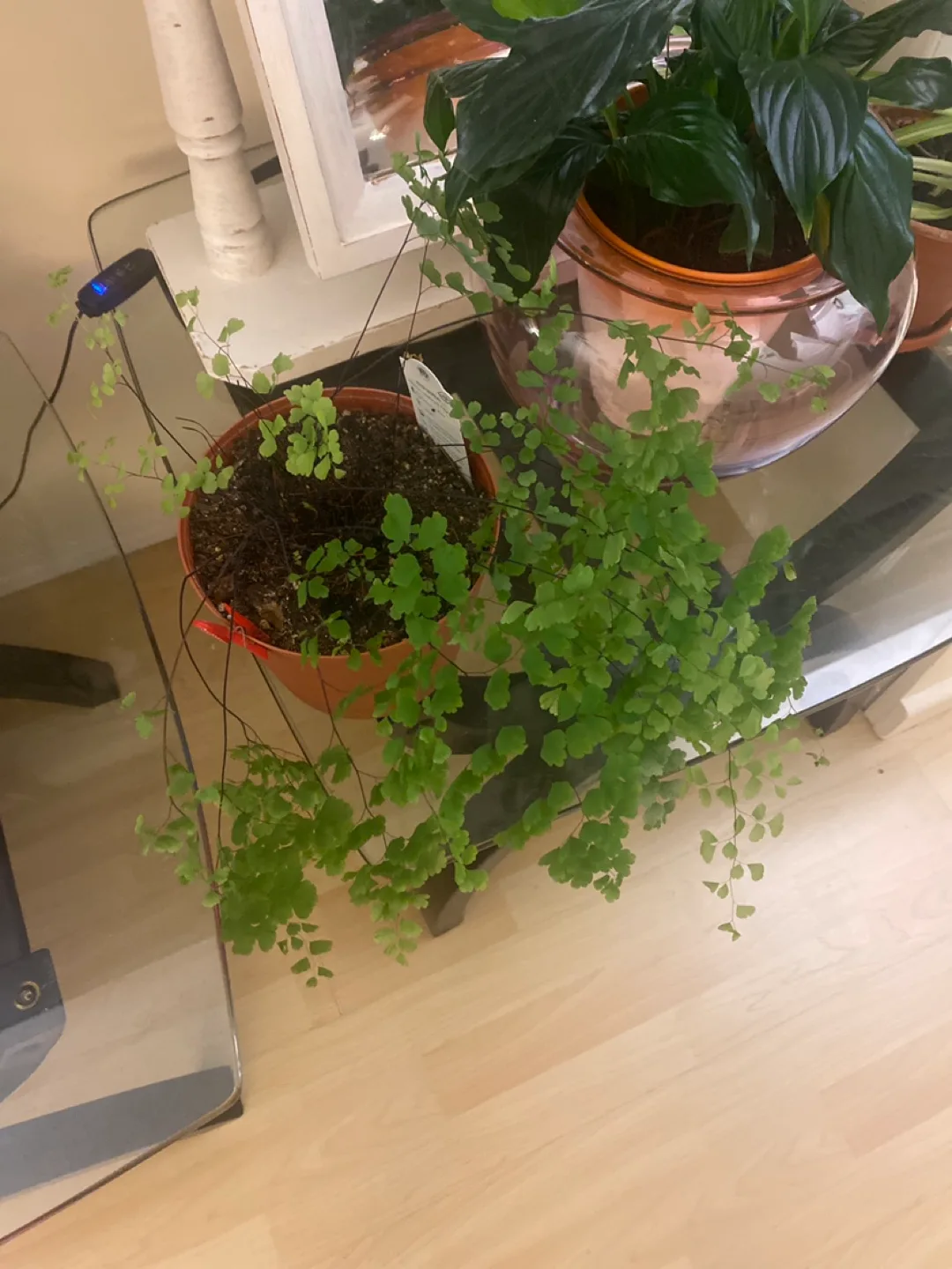 Potted Maidenhair Fern image indicator(2)