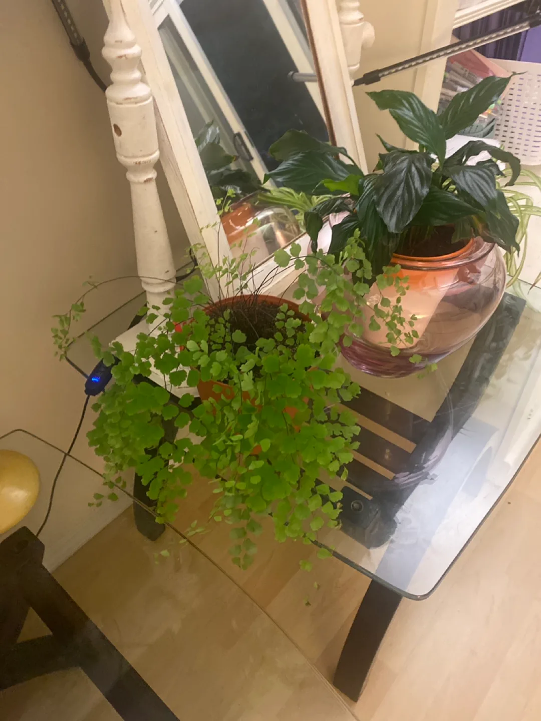 Potted Maidenhair Fern image indicator(3)