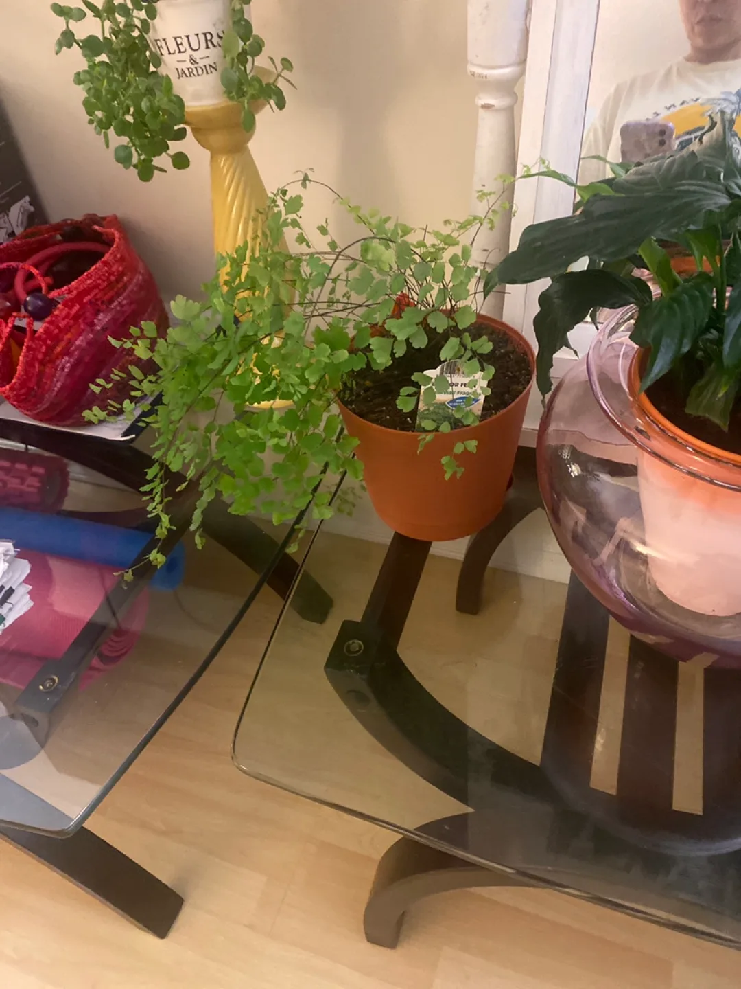 Potted Maidenhair Fern image indicator(4)