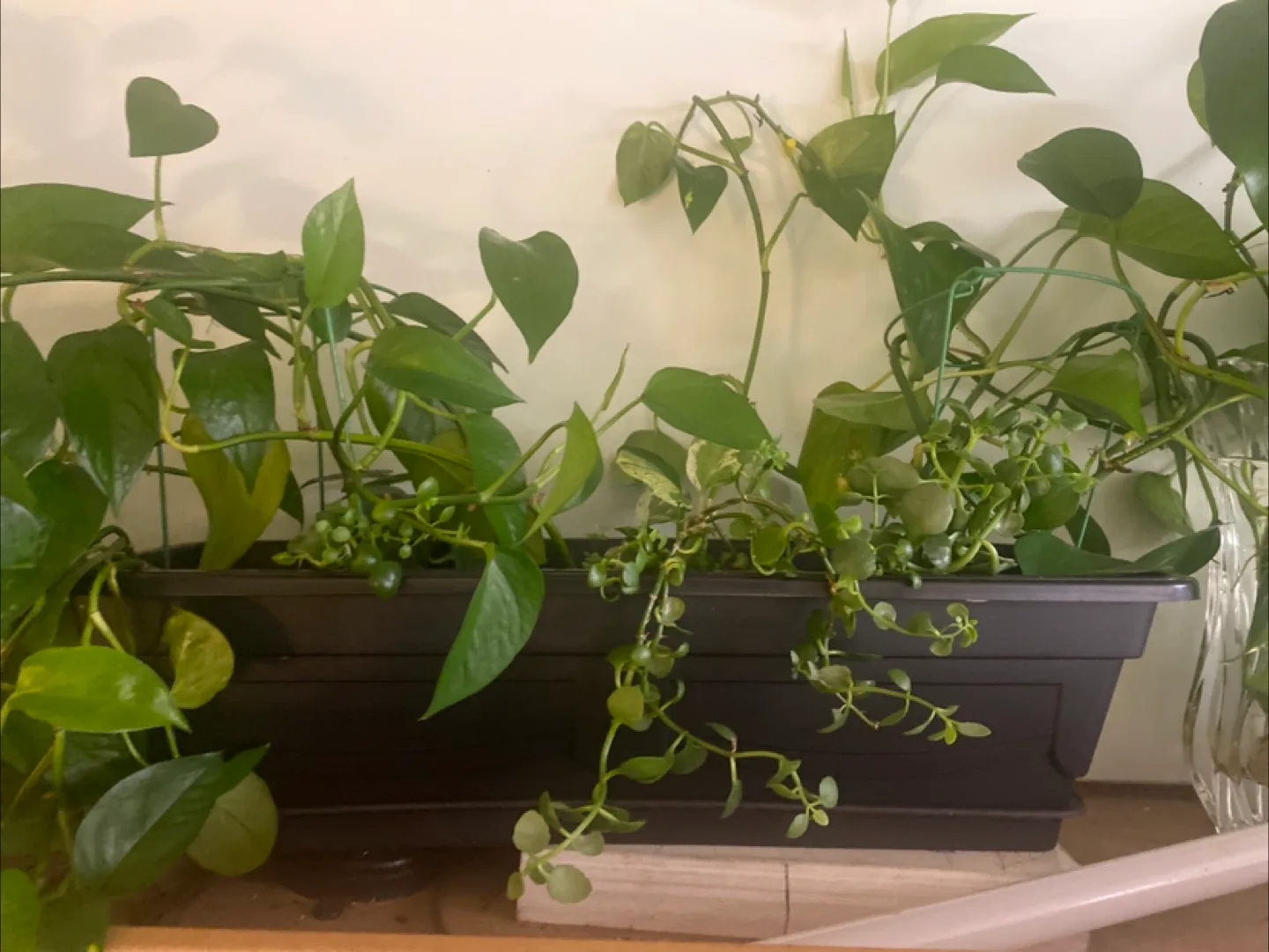 Potted Plants image indicator(4)