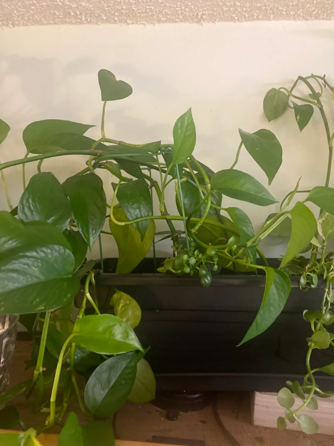 Potted Plants image indicator(3)