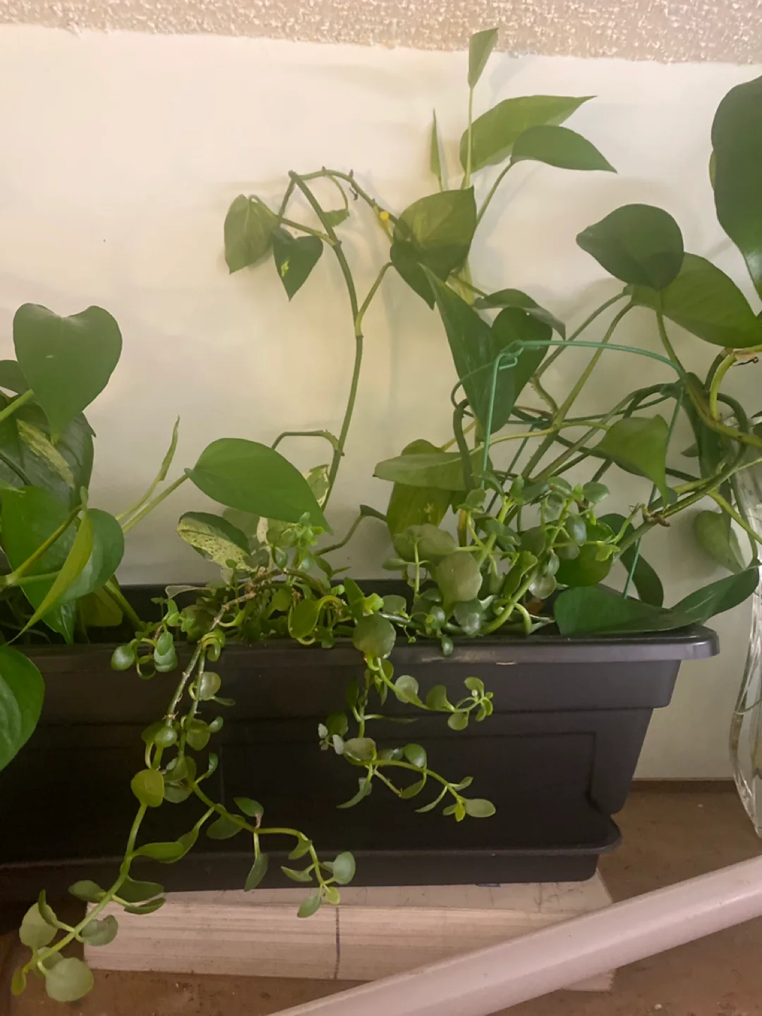 Potted Plants image indicator(2)