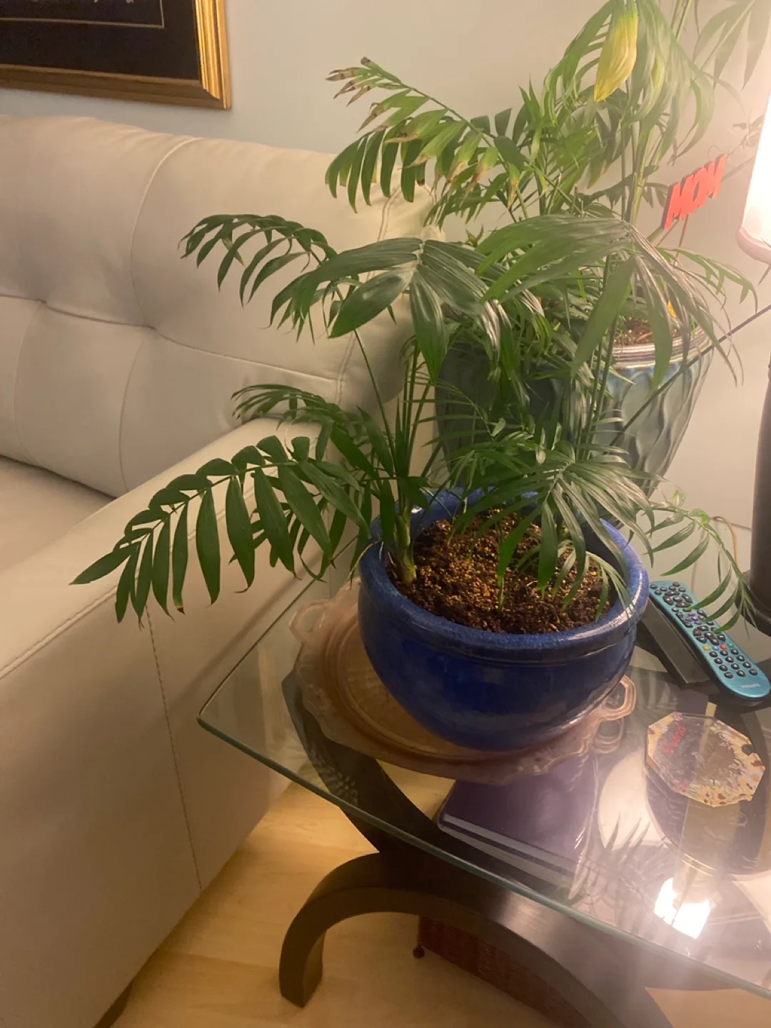 Parlour Palm in Blue Pot image indicator(3)