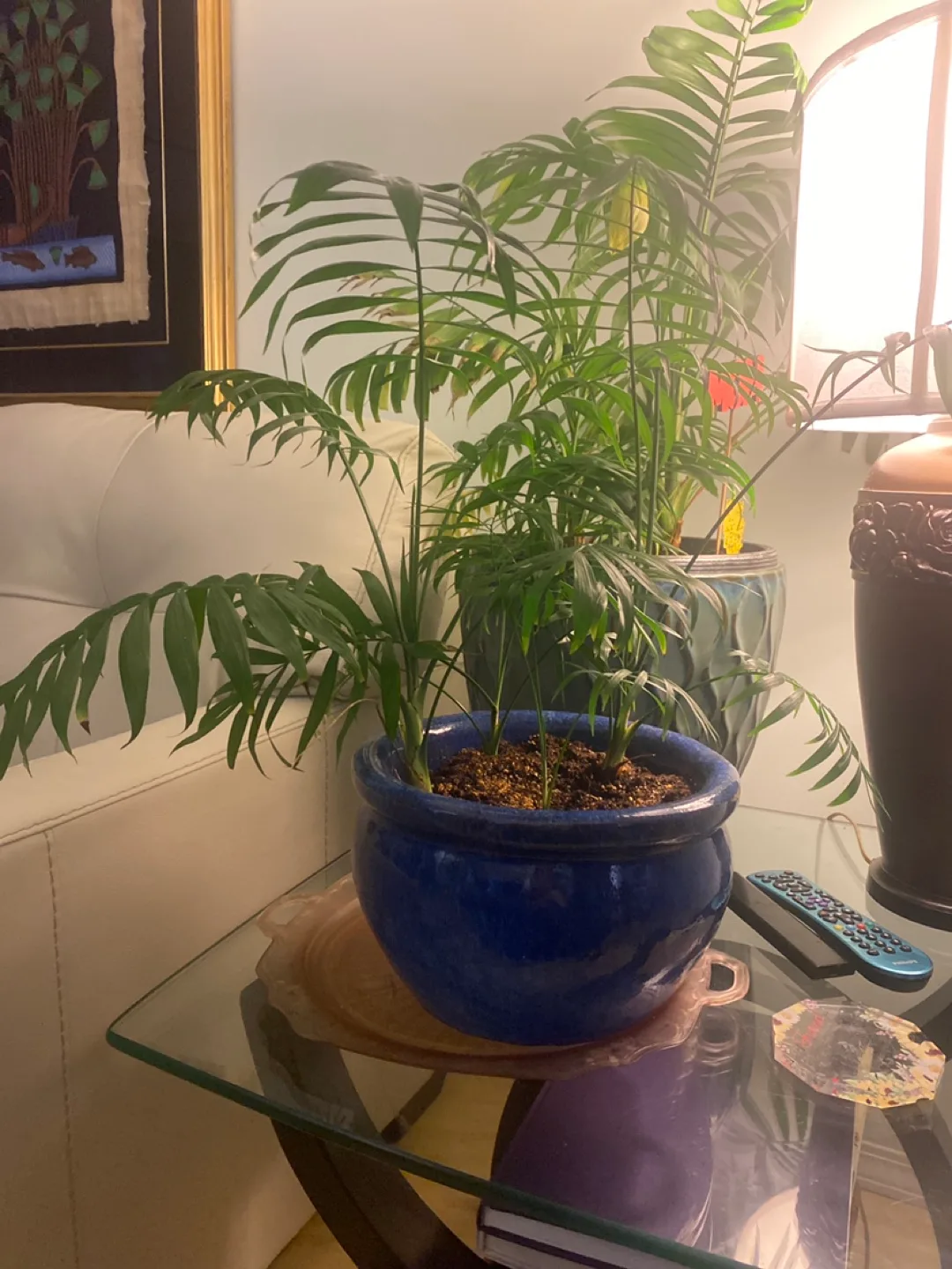 Parlour Palm in Blue Pot image indicator(2)