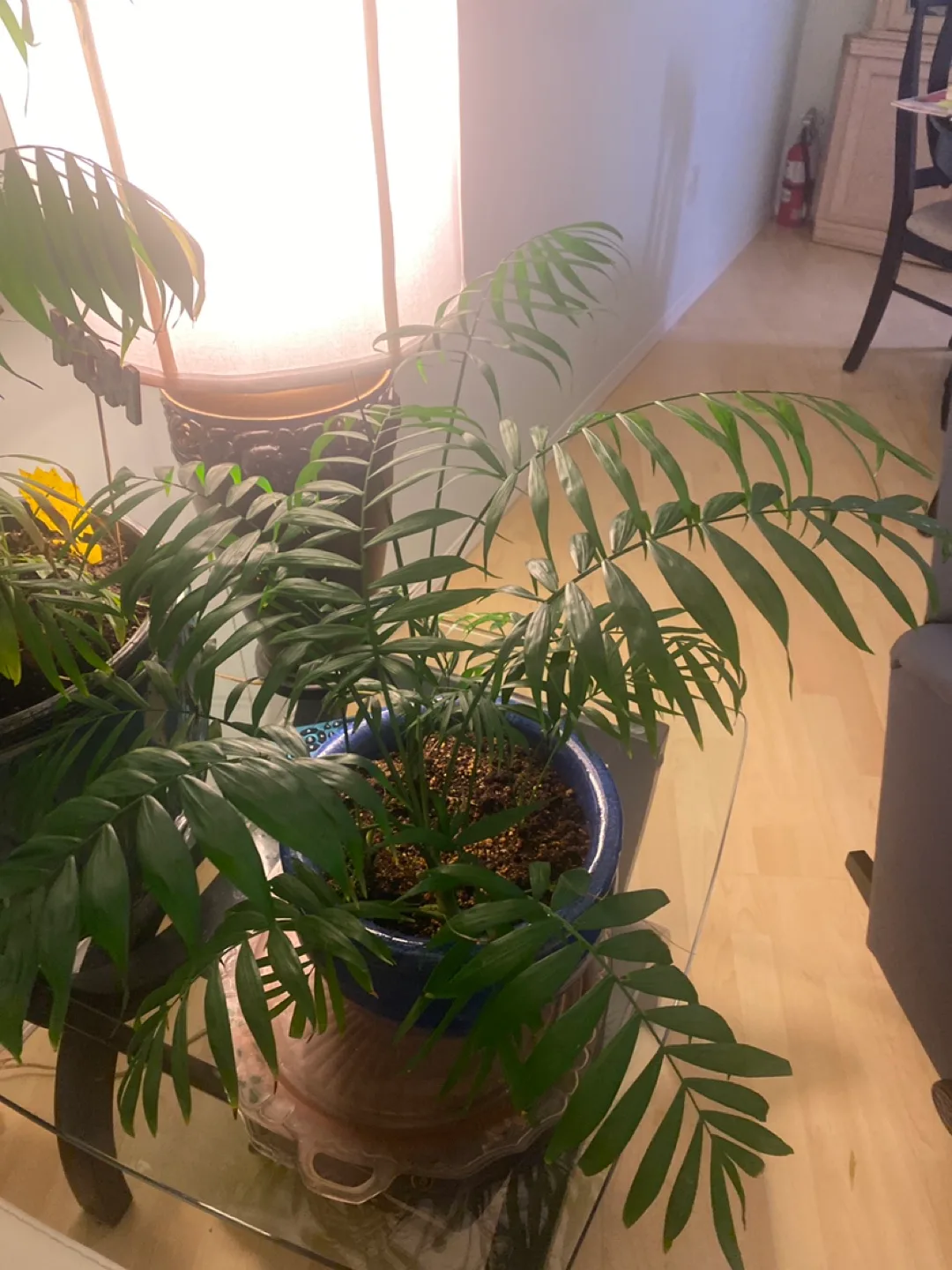 Parlour Palm in Blue Pot image indicator(4)