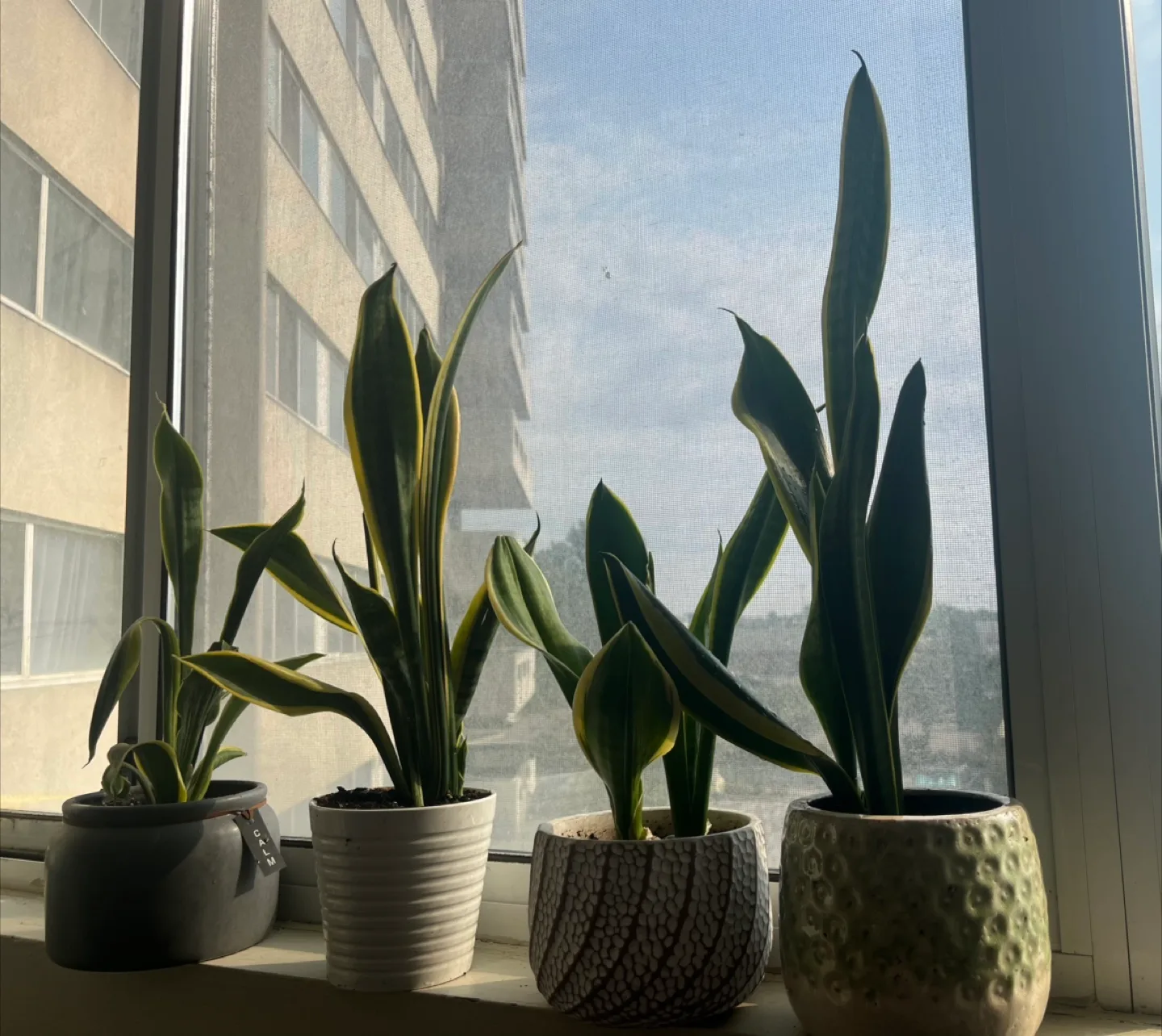 Set of Snake Plants in Pots thumbnail