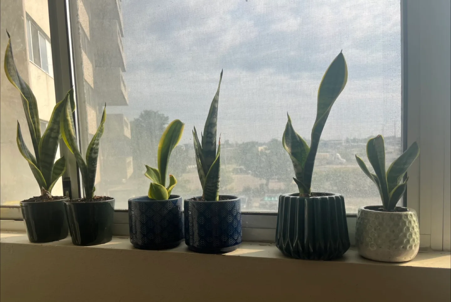 Set of Snake Plants in Assorted Pots thumbnail