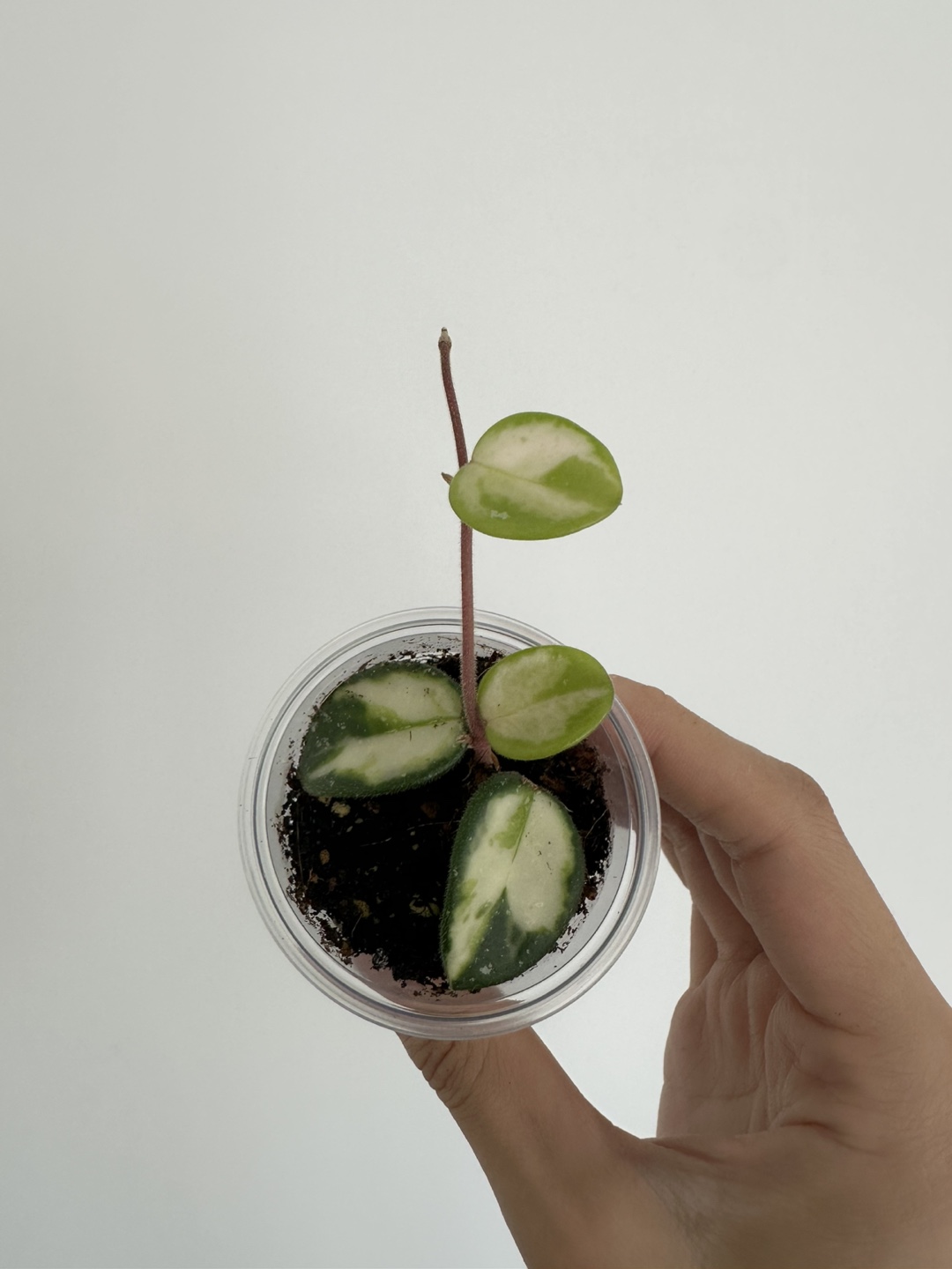 Hoya Mathilde Variegated (2 available)