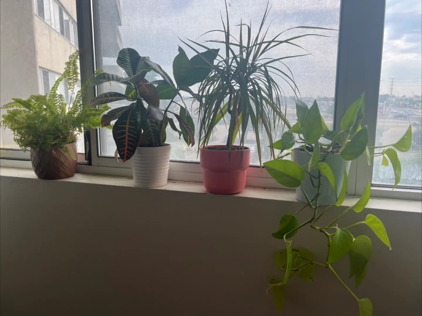 Assorted Plants with pots thumbnail