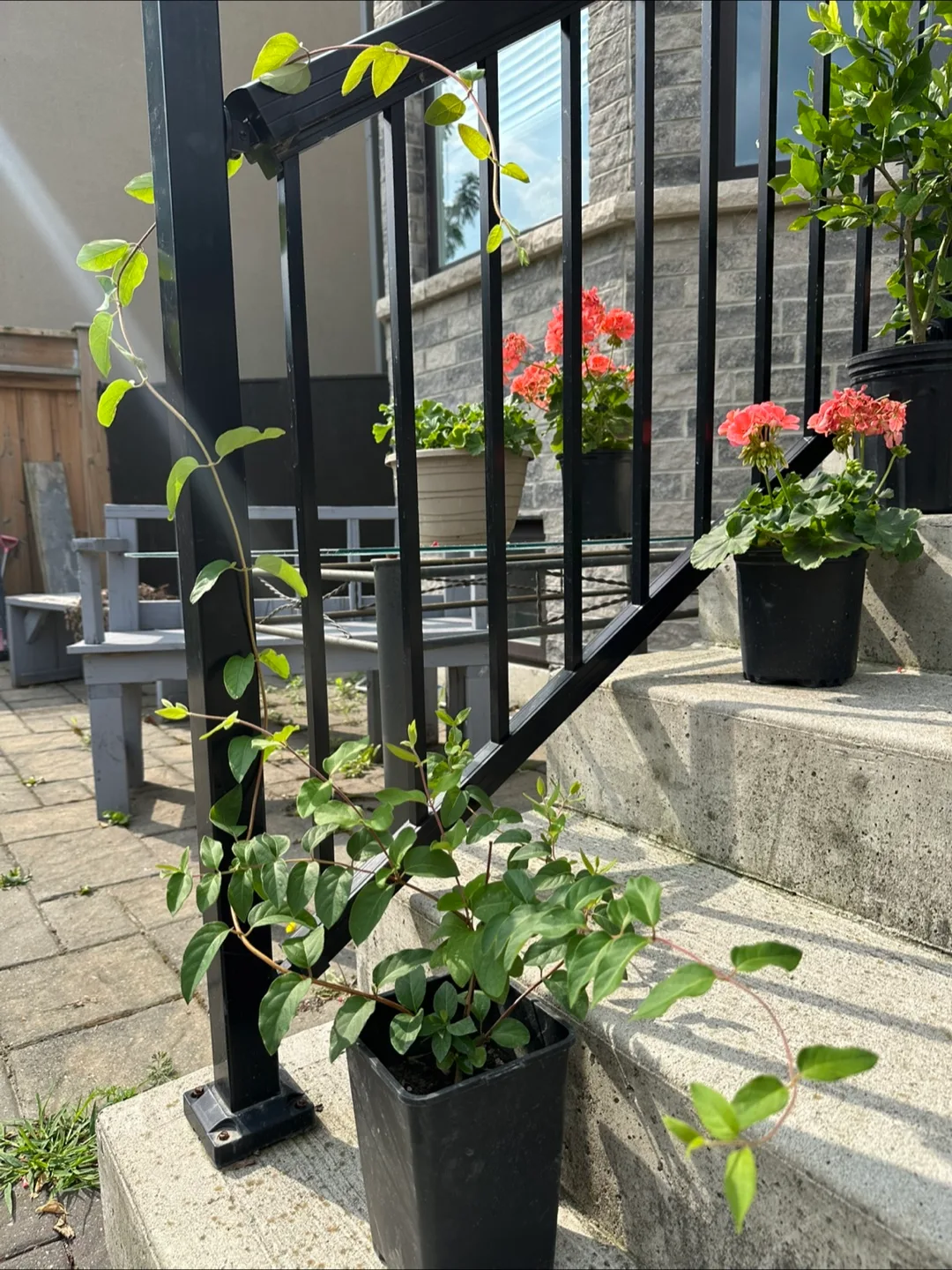 Fragrant Honeysuckle Plant thumbnail