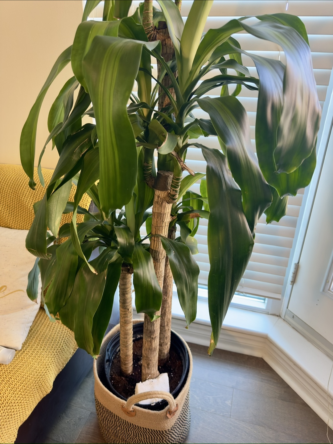 Indoor plant