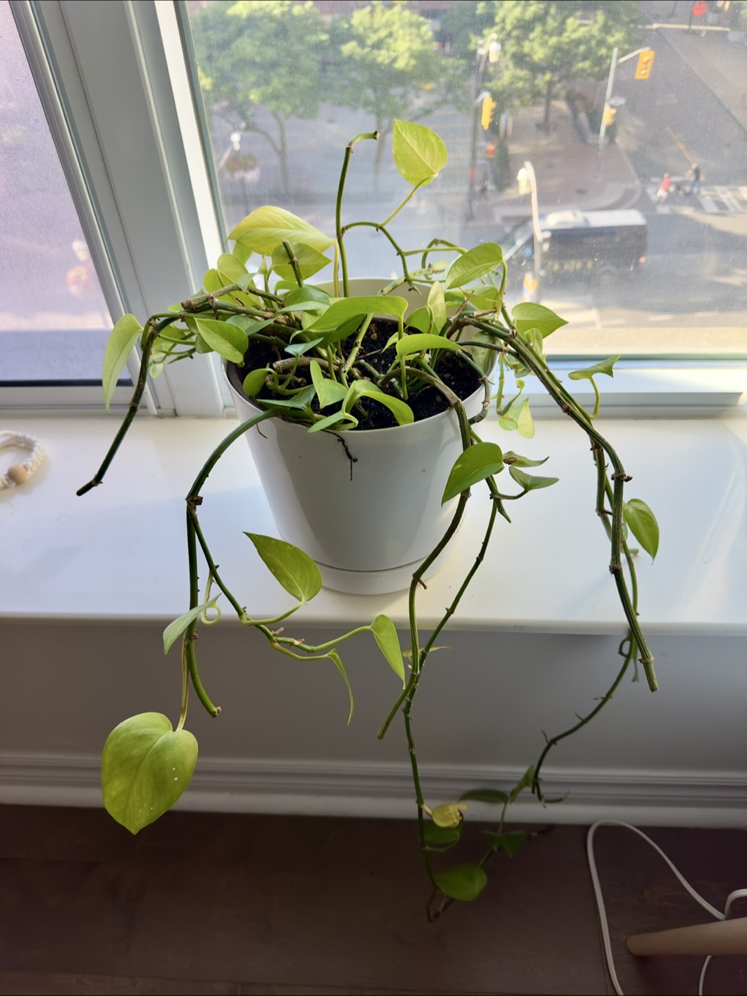 Money plant