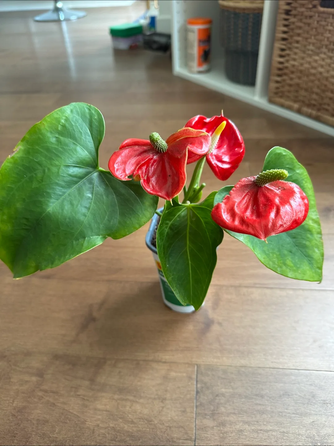 Anthurium plants thumbnail