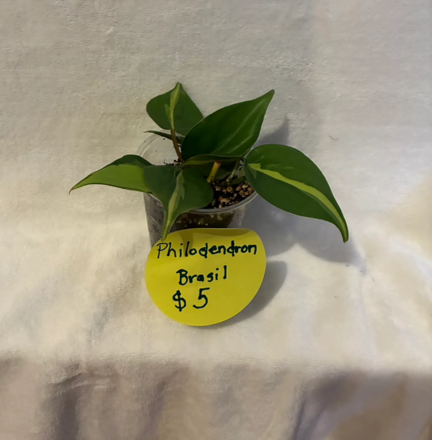 Philodendron Brasil Plant - $5 image indicator(2)