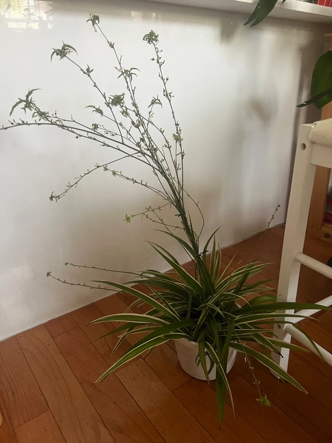 Large twin Spider Plant thumbnail