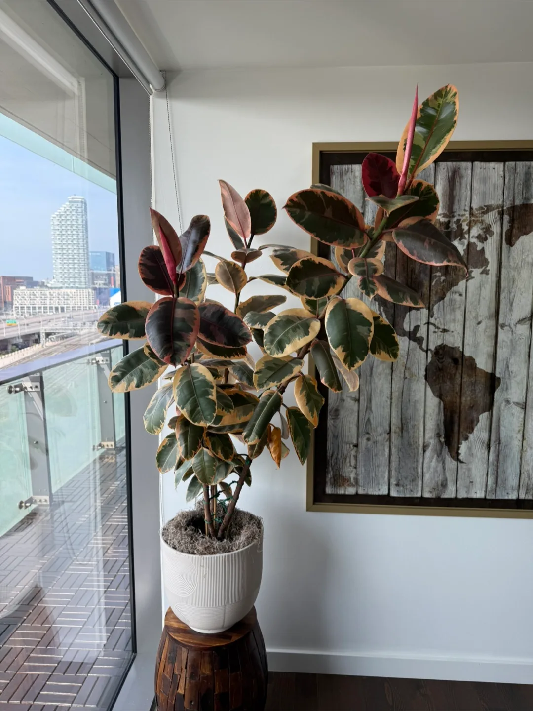 Ficus Elastica Ruby Plant thumbnail