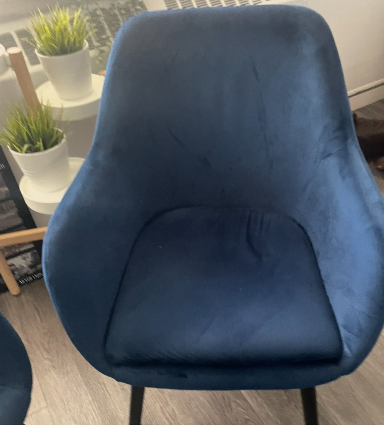 🚨 urgent 2 blue velvet chairs $100 for both they need to go