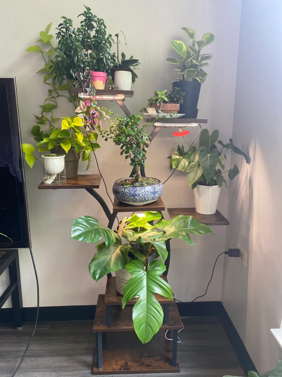 Plants + Plant Stand – LED lights with timer/brightness thumbnail