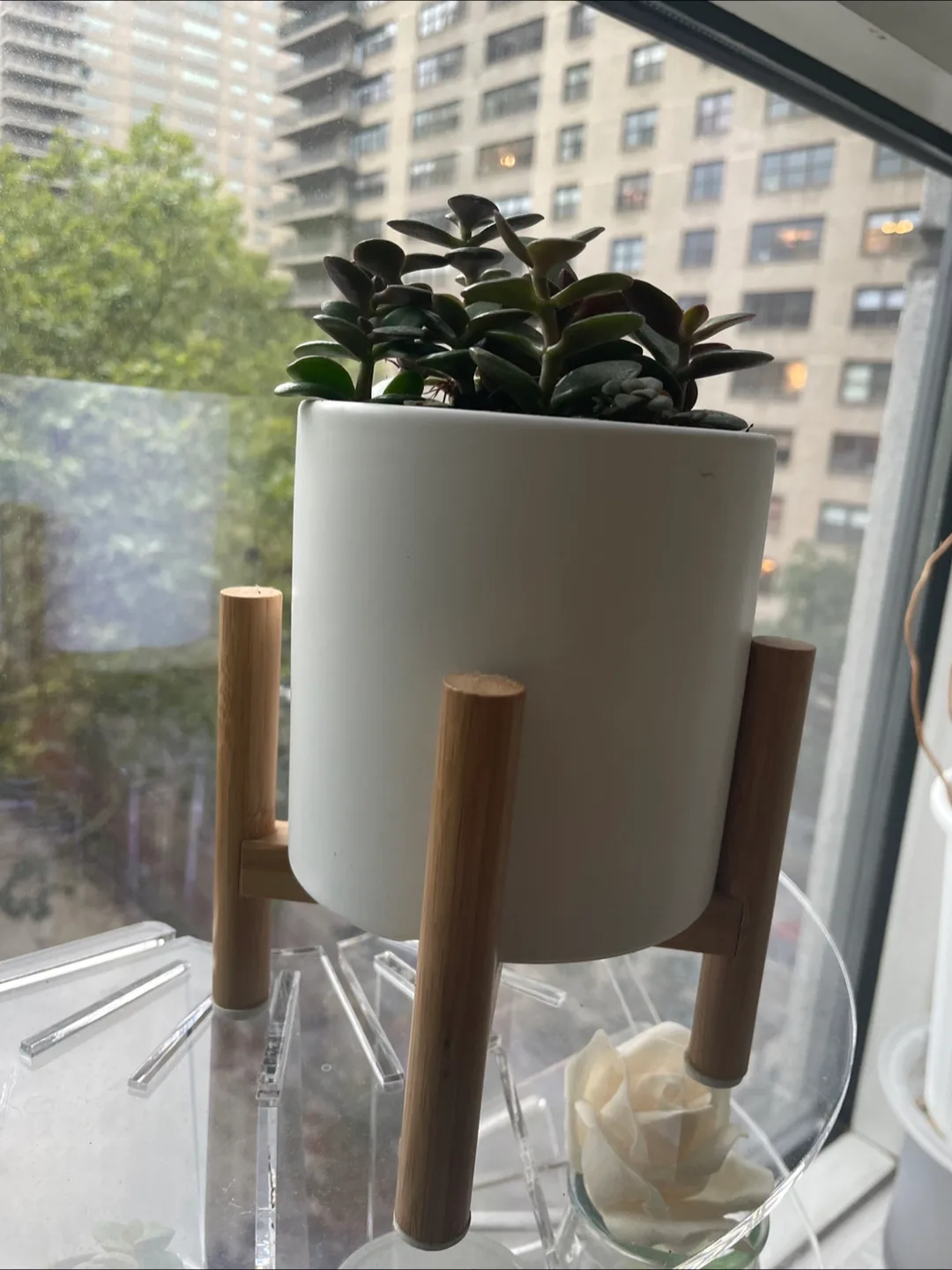 Jade Plant in white ceramic pot and wood stand thumbnail