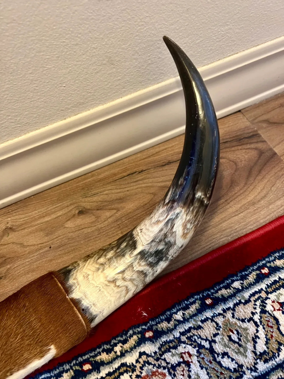 Texas Longhorn Steer Horns with Hide image indicator(3)