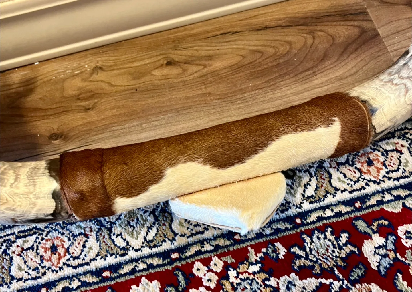 Texas Longhorn Steer Horns with Hide image indicator(2)