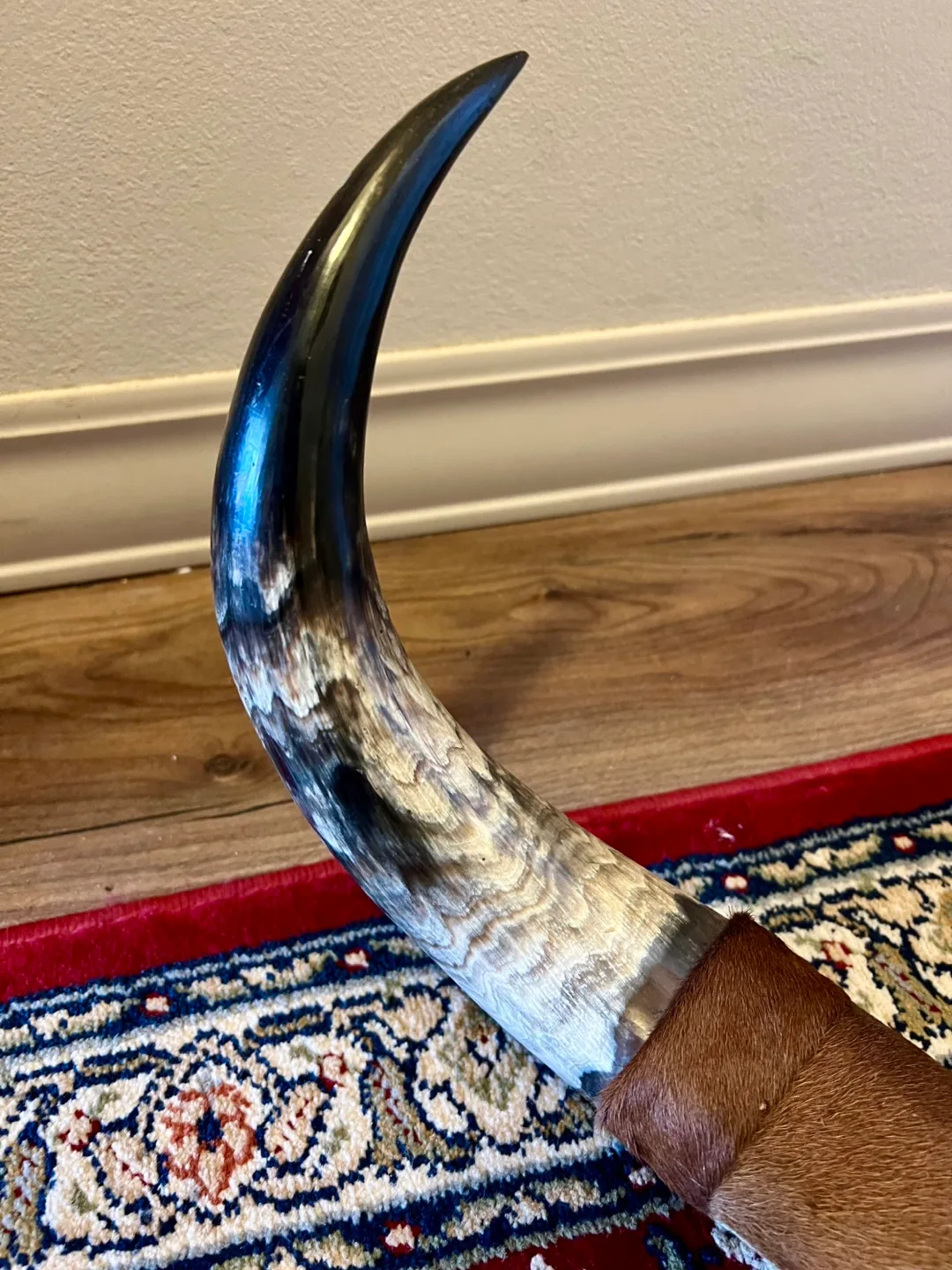 Texas Longhorn Steer Horns with Hide image indicator(4)