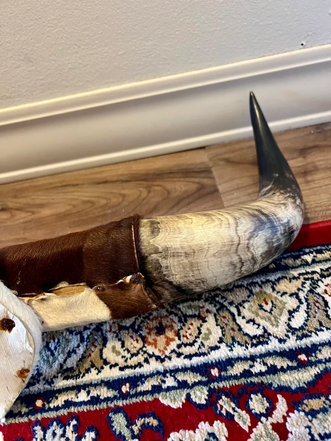 Texas Longhorn Steer Horns with Hide image indicator(8)