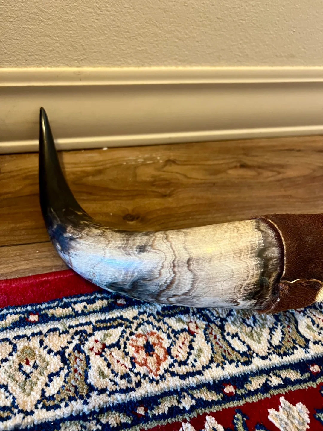 Texas Longhorn Steer Horns with Hide image indicator(7)