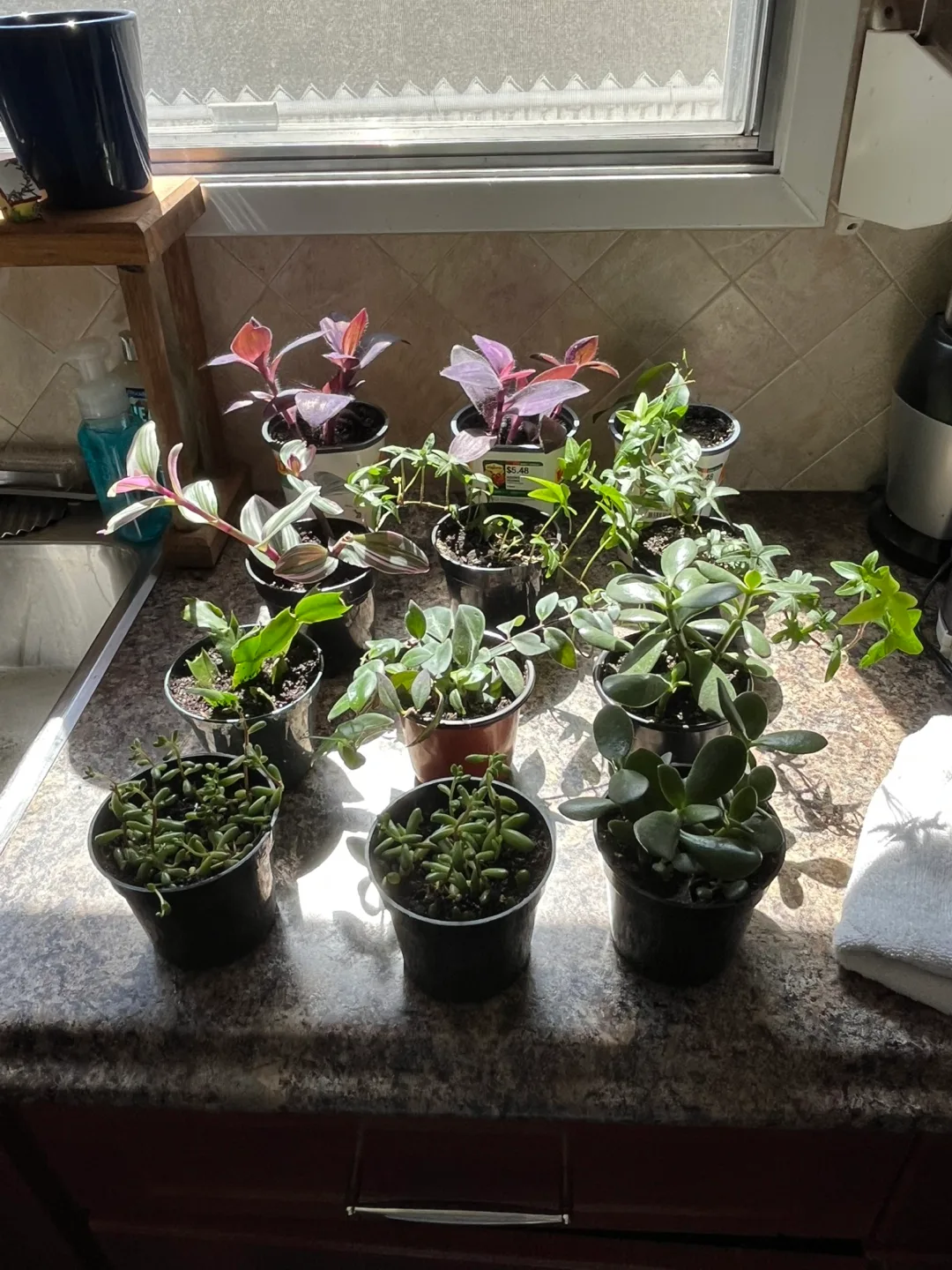 Assorted House Plants thumbnail