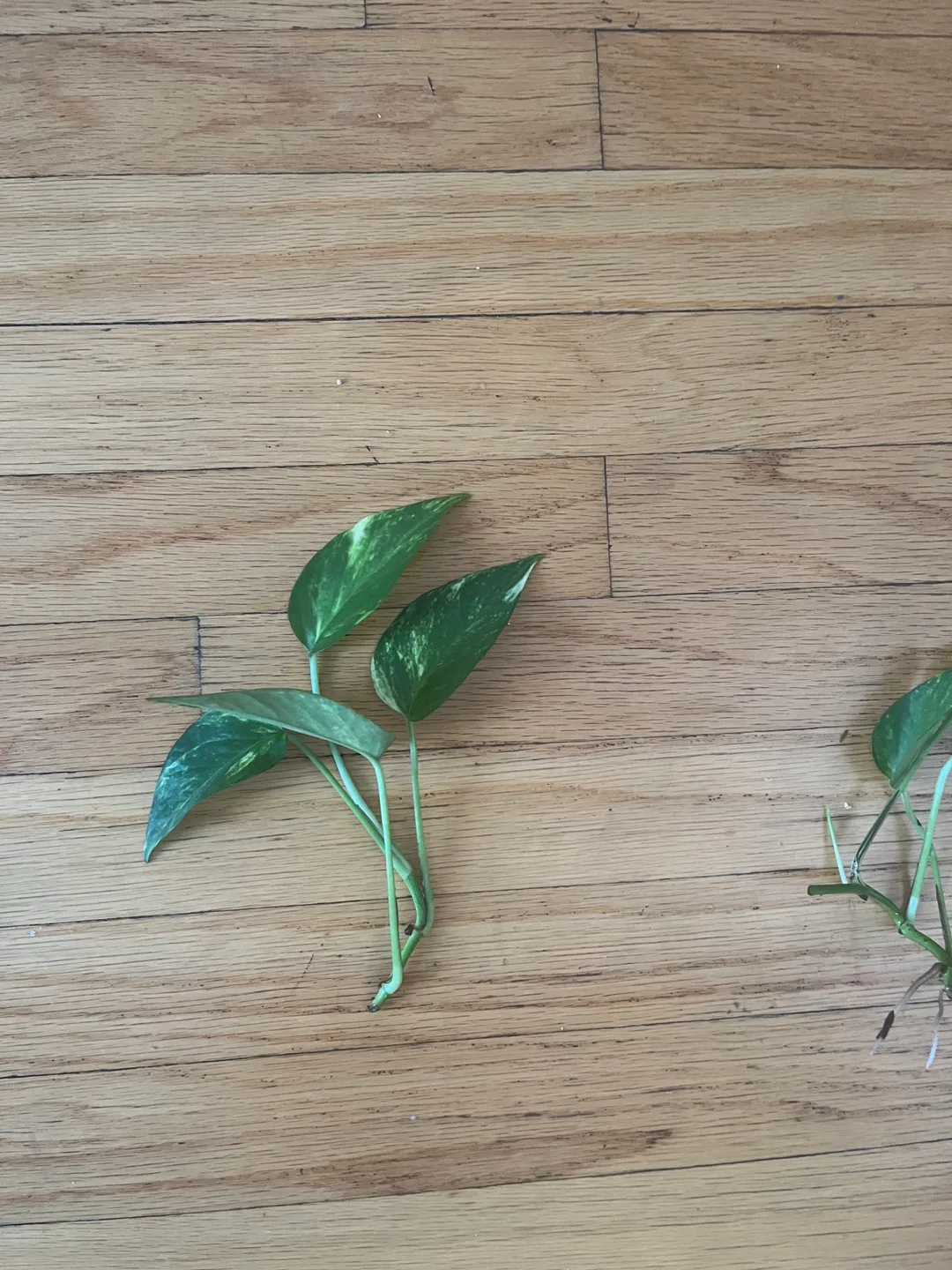 Pothos plant cuttings thumbnail