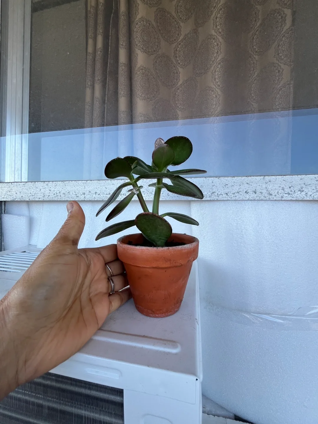 Jade Plant in Terra Cotta Pot thumbnail